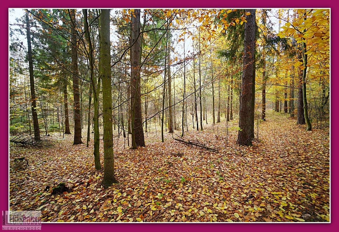 Działka leśna na sprzedaż Różnowo  22 181m2 Foto 15