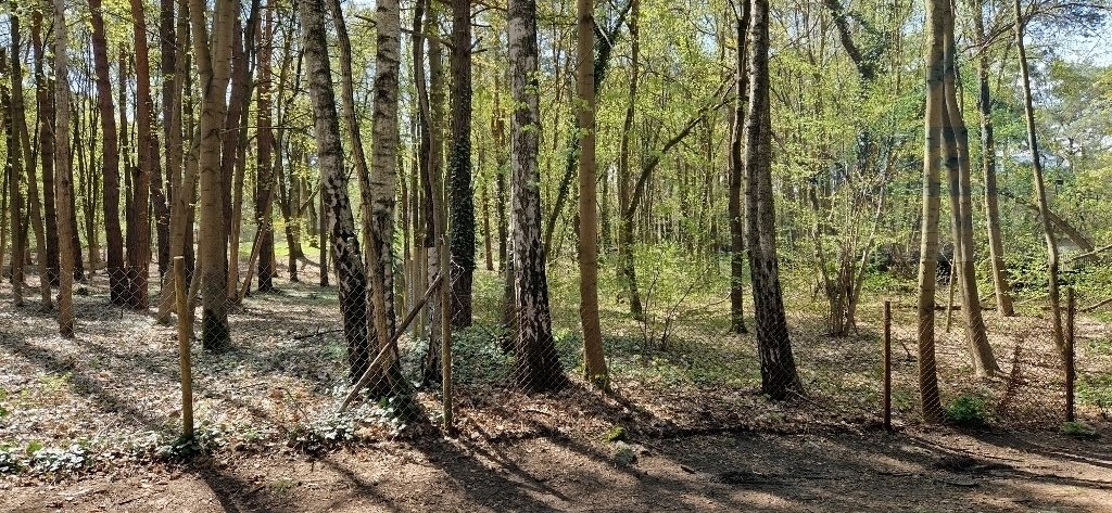 Działka leśna na sprzedaż Konstancin-Jeziorna  2 550m2 Foto 10
