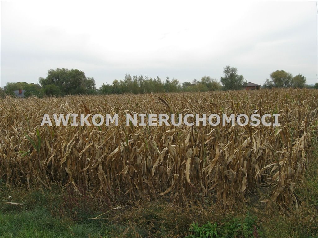 Działka budowlana 3000 m² z warunkami zabudowy, media, dojazd Kłudno Nowe  3 000m2 Foto 1