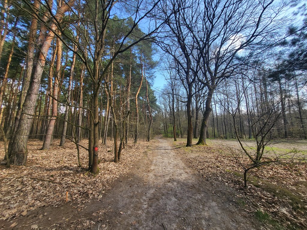 Działka leśna na sprzedaż Borzęcin Duży  3 300m2 Foto 11