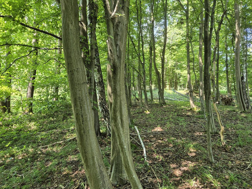 Działka rolna na sprzedaż Golcowa  8 051m2 Foto 14