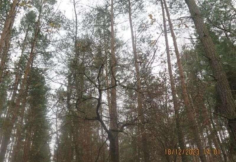 Kształtna działka 900 m² w leśnej okolicy Ligęzowa polecam Ligęzów  900m2 Foto 1