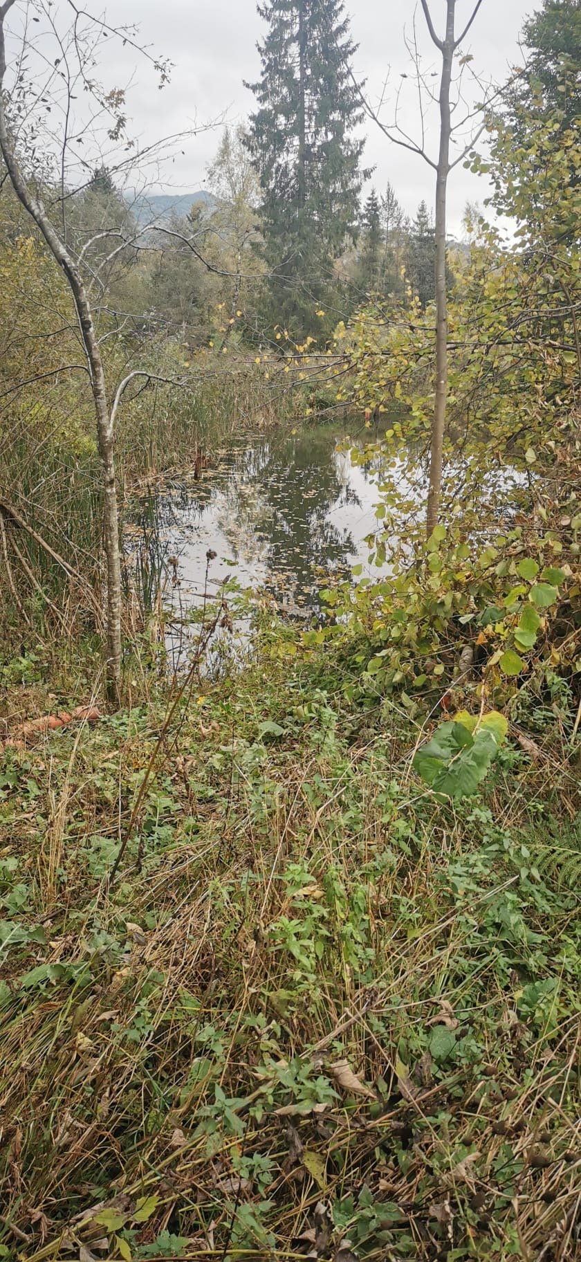 Działka budowlana na sprzedaż Kalnica  5 000m2 Foto 5