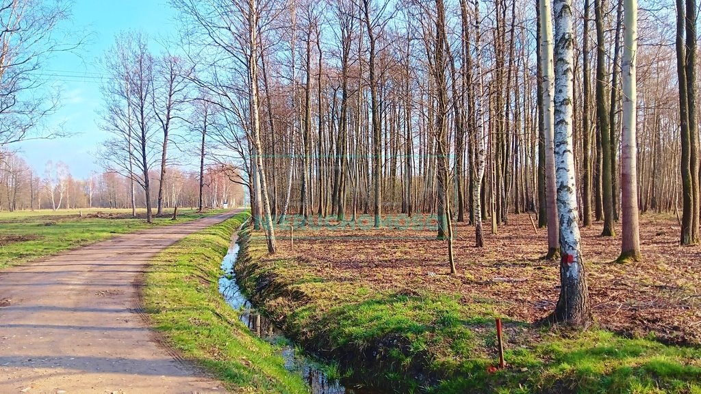 Działka leśna z prawem budowy na sprzedaż Jaktorów  8 700m2 Foto 2