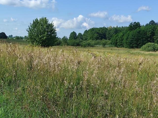 Działka budowlana na sprzedaż Pilec  3 000m2 Foto 12