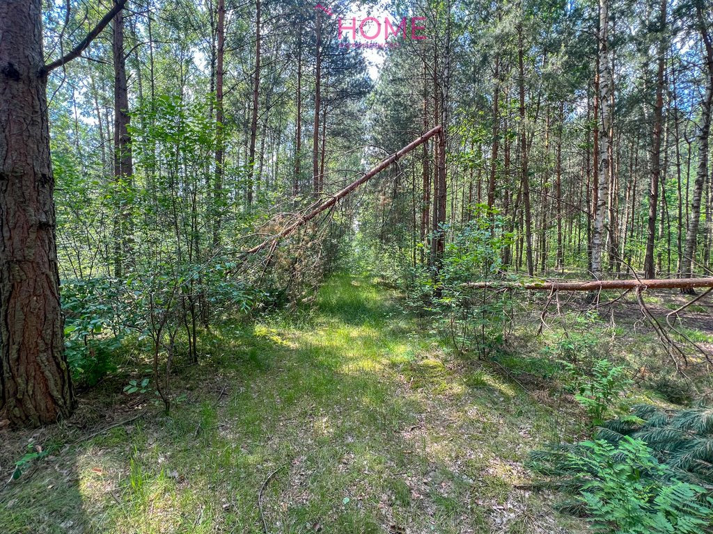 Działka leśna na sprzedaż Stary Rusinów, Rusinów  8 940m2 Foto 8