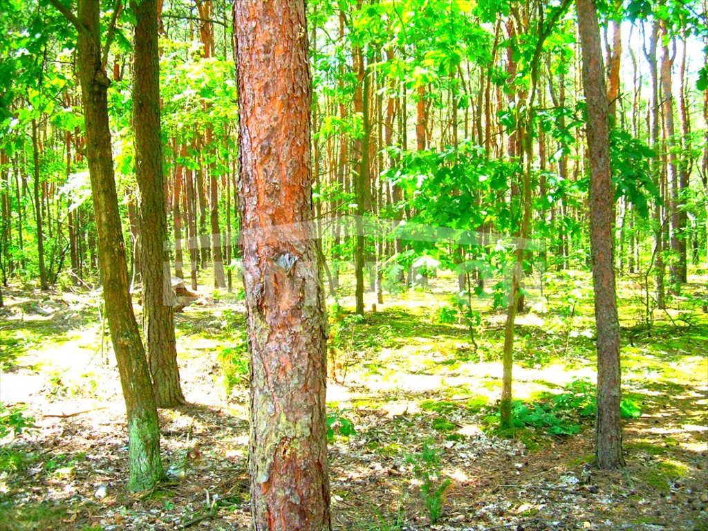 Działka leśna na sprzedaż Hornówek, Malinowa  2 000m2 Foto 1