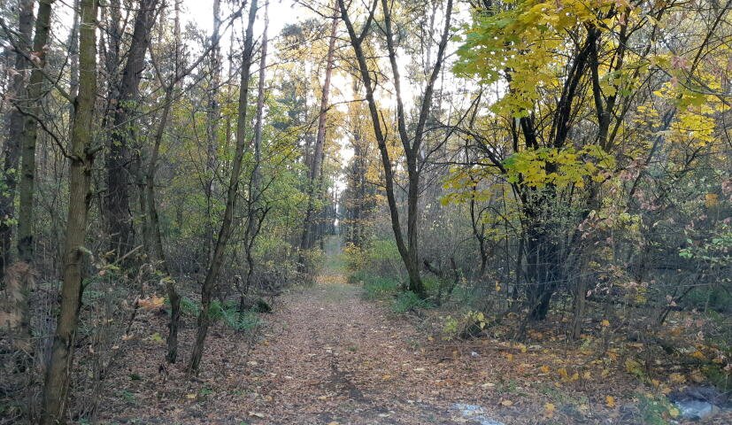 Działka leśna na sprzedaż Kąty  4 100m2 Foto 5