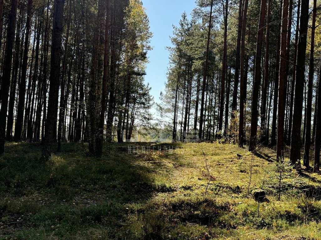 Działka inna na sprzedaż Cis  8 497m2 Foto 12