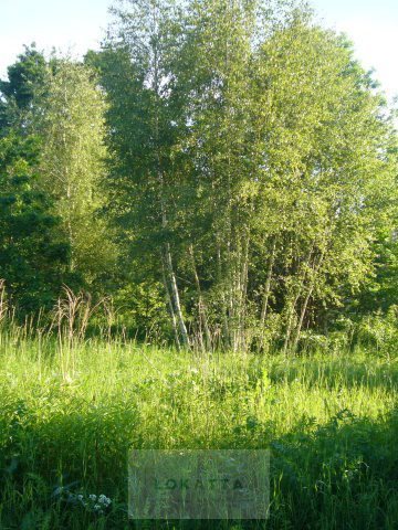 Działka budowlana na sprzedaż Klarysew, PRAWDZIWKA MUCHOMORA 1 651m2 Foto 1 Działka budowlana na sprzedaż Klarysew, PRAWDZIWKA MUCHOMORA 1 651m2 Foto 1