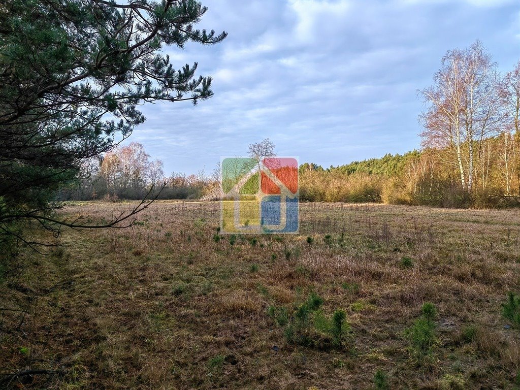 Działka leśna z prawem budowy na sprzedaż Szczawin Kościelny  48 000m2 Foto 1