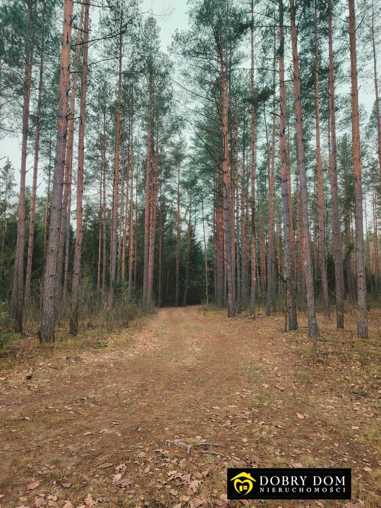 Działka leśna na sprzedaż Tajenko  85 259m2 Foto 5