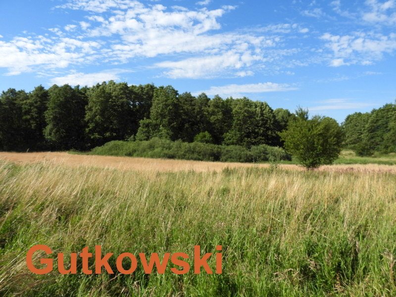 Działka siedliskowa na sprzedaż Szałkowo, Gmina Iława  5 000m2 Foto 2