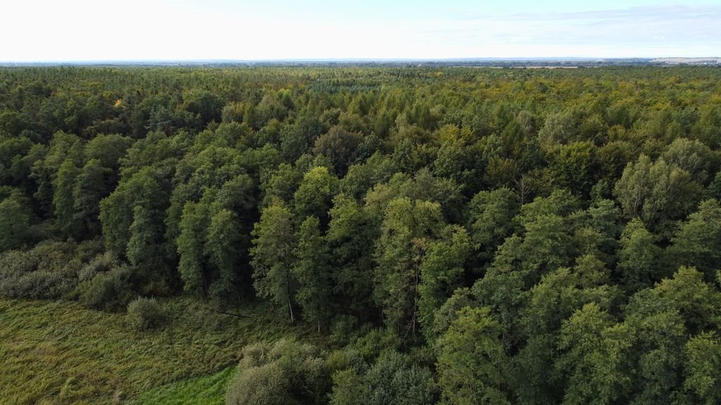 Działka leśna na sprzedaż Cieplice  10 300m2 Foto 2