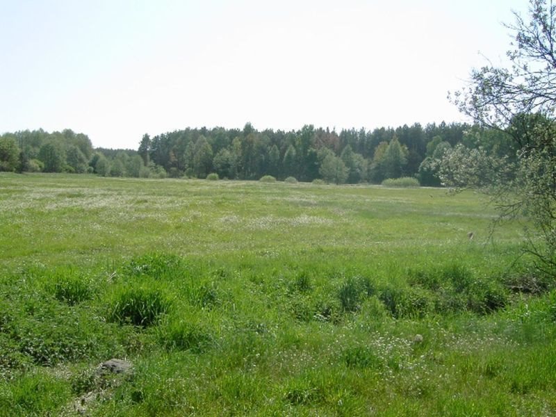 Działka rolna na sprzedaż Zbąszyń, Przychodzko  15 900m2 Foto 6