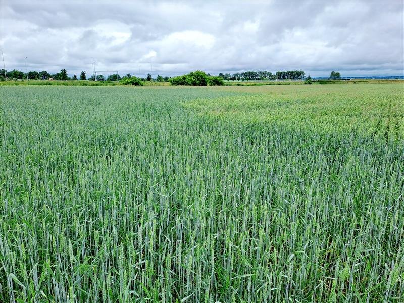 Działka inwestycyjna 9,5ha przy S7 z planem zagospodarowania Elbląg, xxx  95 000m2 Foto 1