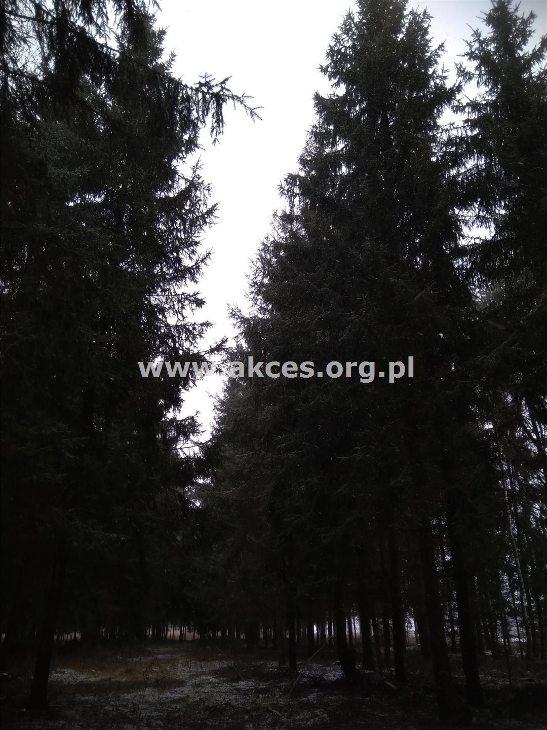 Działka leśna na sprzedaż Kawęczyn  18 932m2 Foto 4