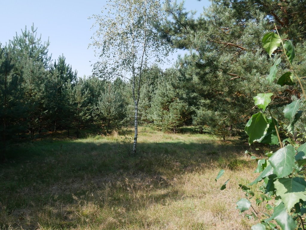 Działka budowlana na sprzedaż Bronowiec  2 000m2 Foto 7