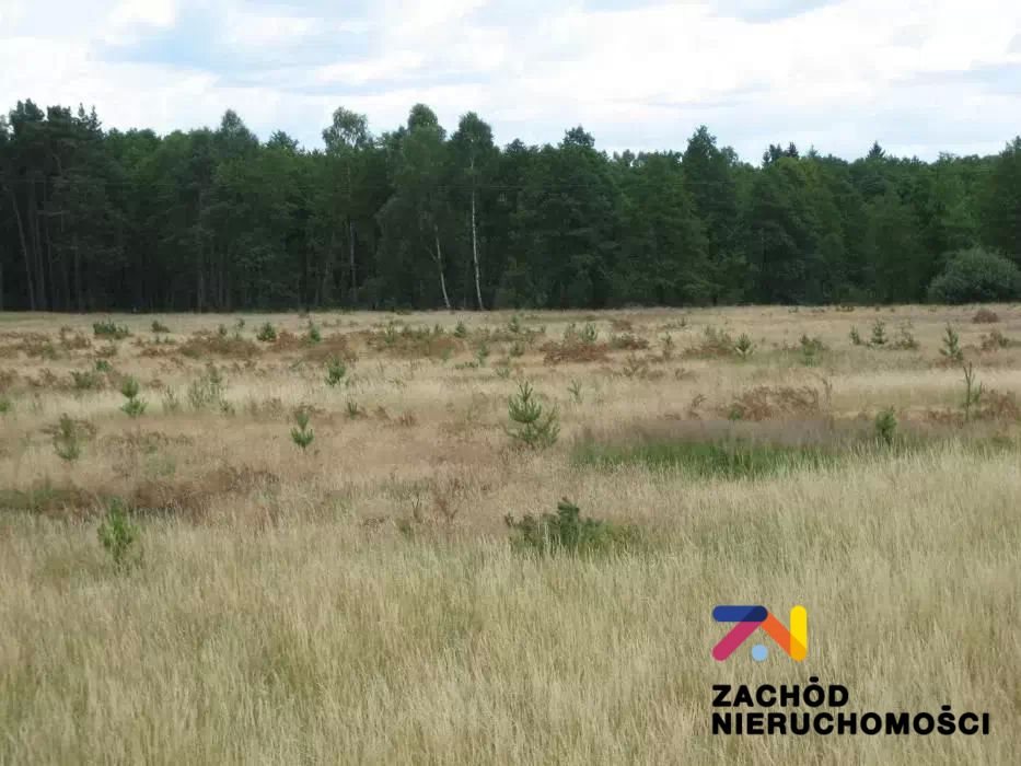 Działka 69 300 m² pod inwestycję w leśnej okolicy Rogi  69 300m2 Foto 1