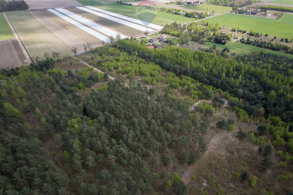 Działka budowlana na sprzedaż Ludwikowo  75 400m2 Foto 6