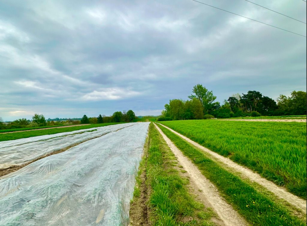 Działka budowlana na sprzedaż Wyszogród  11 748m2 Foto 5