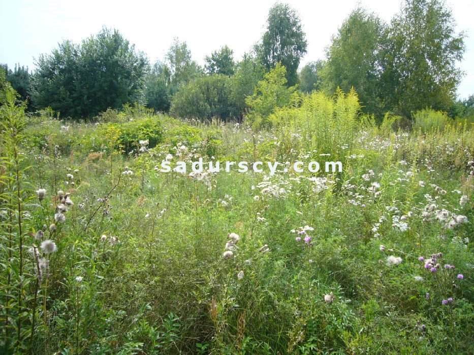 Działka budowlana na sprzedaż Władysławów  1 000m2 Foto 4