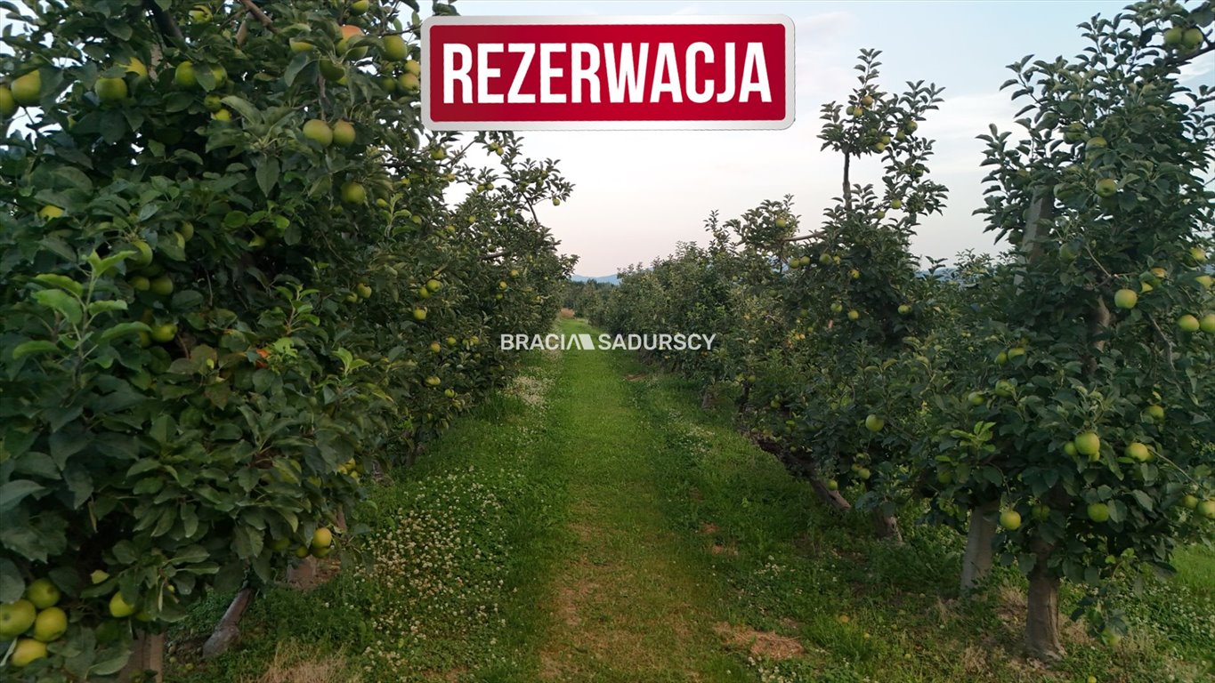 Działka budowlana na sprzedaż Łapanów, Wolica, Wolica  49 000m2 Foto 5