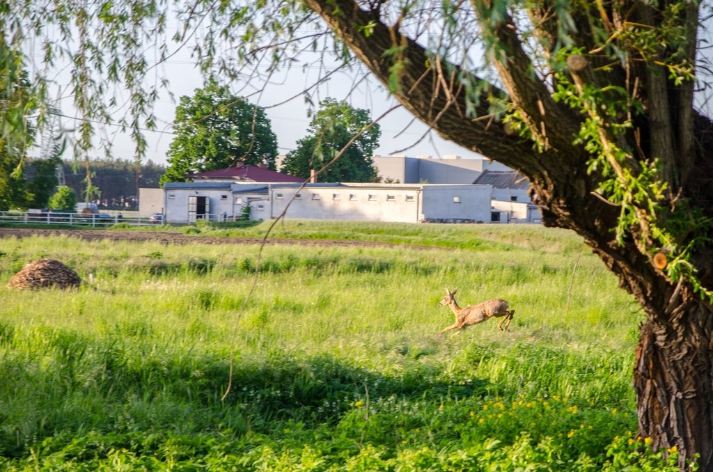 Dom na sprzedaż Palędzie  100m2 Foto 17