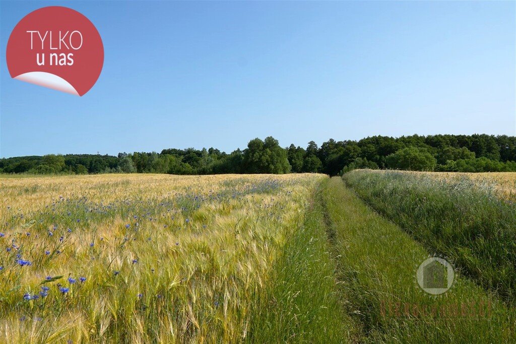 Działka z pozwoleniem na budowę i projektem domu w Kłodawie Kłodawa  14 822m2 Foto 1