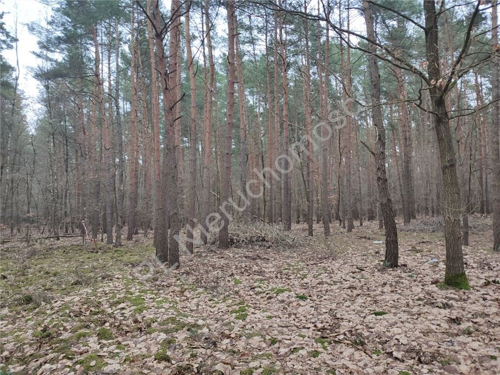 Działka budowlana na sprzedaż Siestrzeń  2 327m2 Foto 3