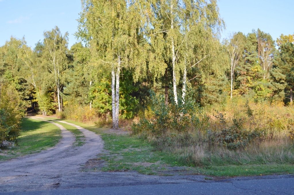 Działka budowlana na sprzedaż Sierzchów, Mazowiecka  10 500m2 Foto 9