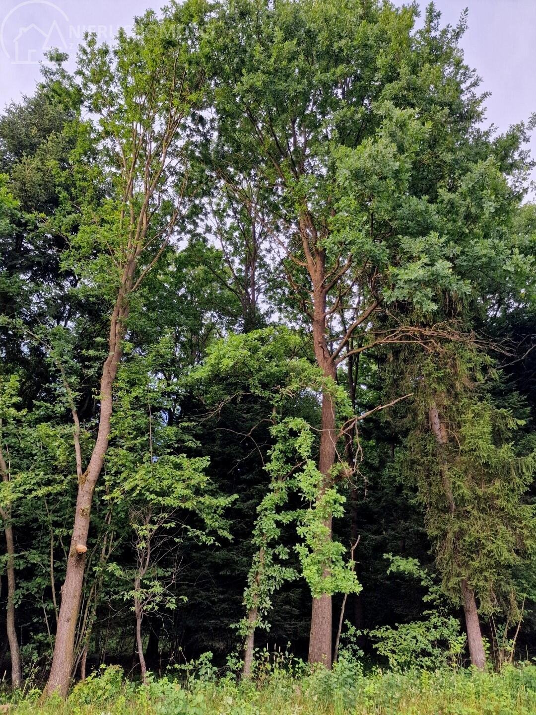 Działka leśna na sprzedaż Sitnica  17 701m2 Foto 3