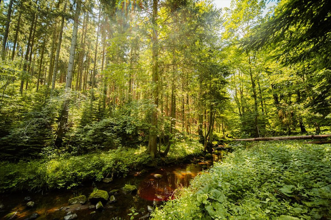 Działka budowlana na sprzedaż Polanica-Zdrój, Wyjątkowa działka w Górach Stołowych przy potoku  540m2 Foto 1
