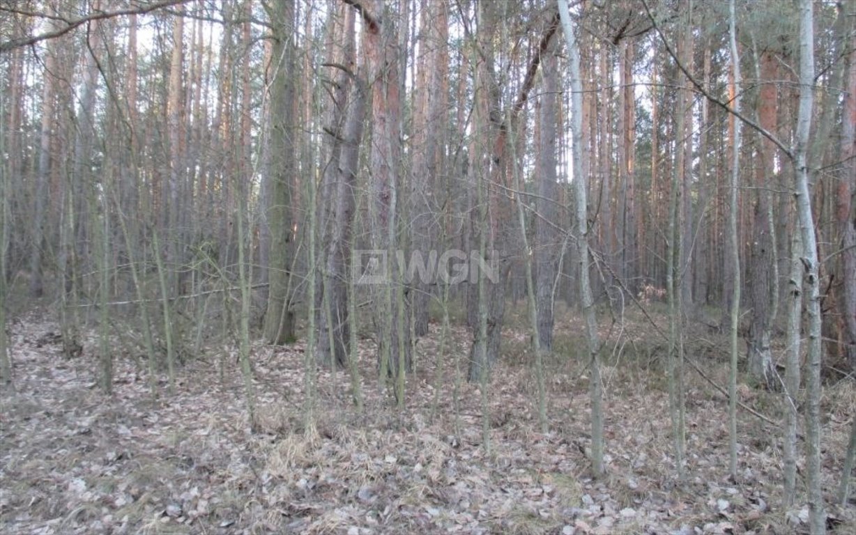 Działka leśna na sprzedaż Pradła, Pradła  1 050m2 Foto 5