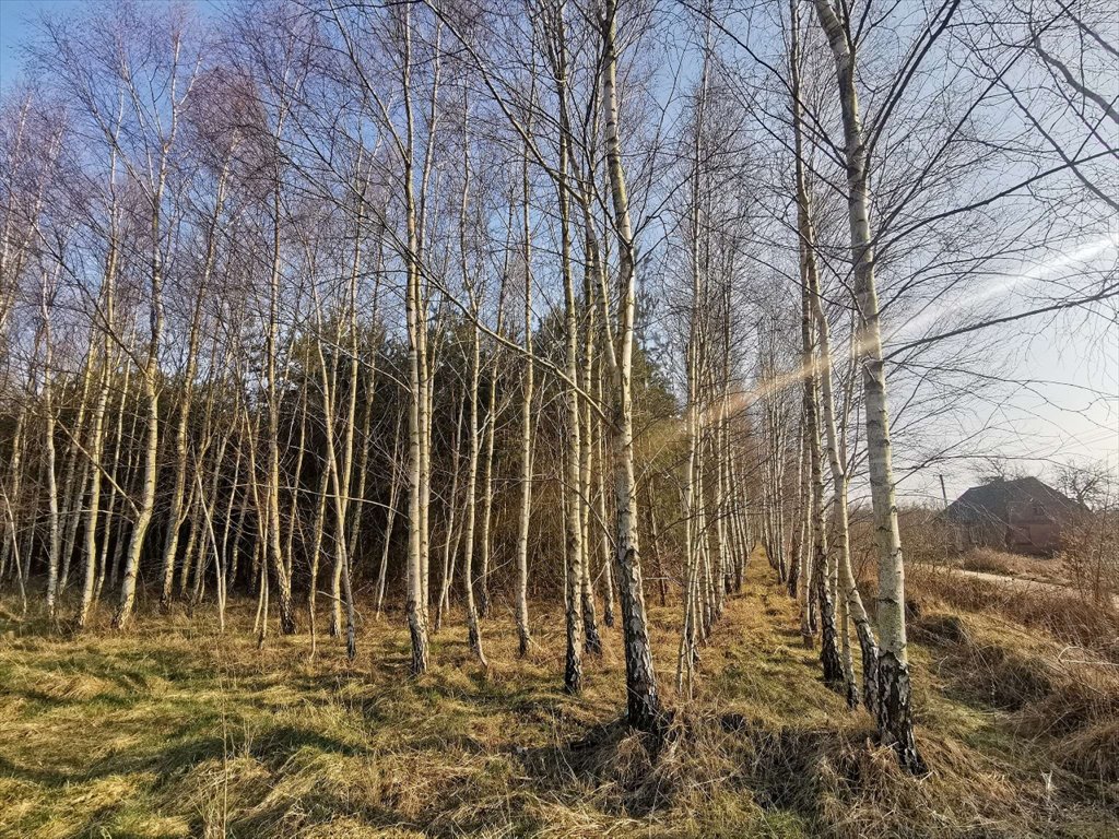 Działka leśna na sprzedaż Czyżkowo, Czyżkowo  18 900m2 Foto 3