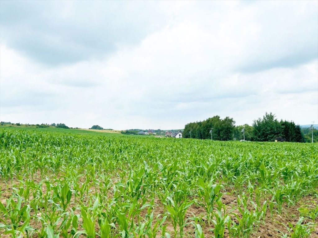 Działka budowlana na sprzedaż Rogożnik  50 000m2 Foto 5