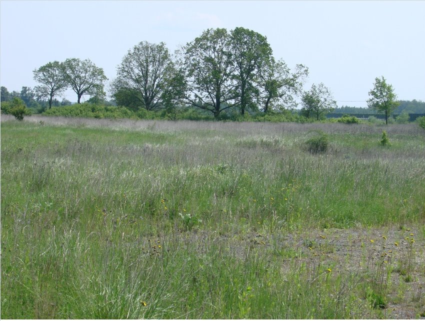 Działka budowlana na sprzedaż Głoska  2 748m2 Foto 1