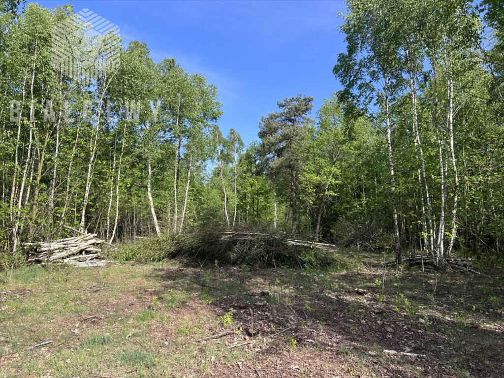 Działka budowlana na sprzedaż Osuchów  3 001m2 Foto 5