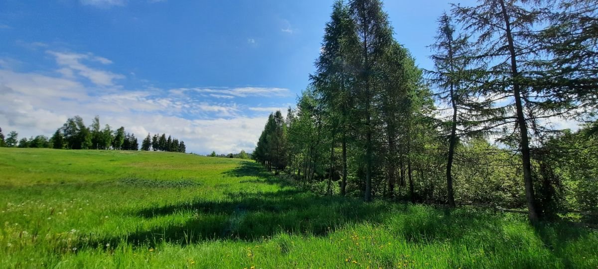 Działka gospodarstwo rolne na sprzedaż Płociczno  5 196m2 Foto 5