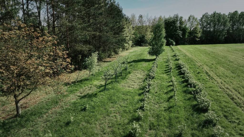 Działka budowlana na sprzedaż Mokra Wieś, Szymanówek  3 900m2 Foto 9