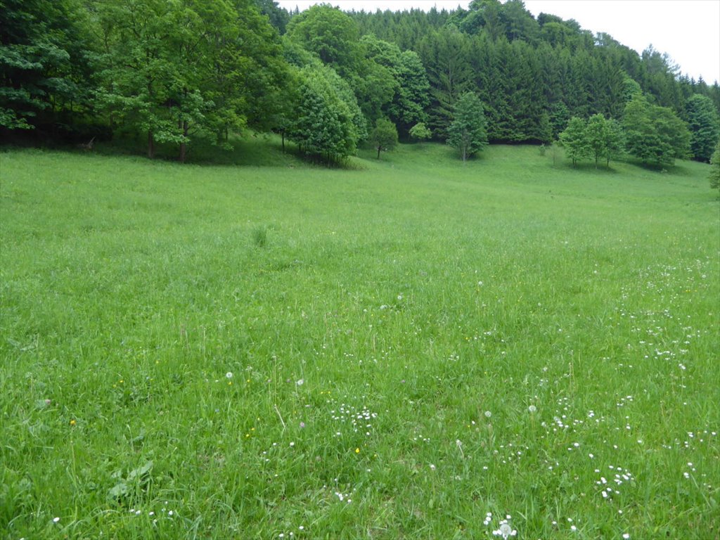 Działka 3500 m² z lasem i strumykiem w Dusznikach Zdrój Duszniki-Zdrój, Podgórze  3 500m2 Foto 1