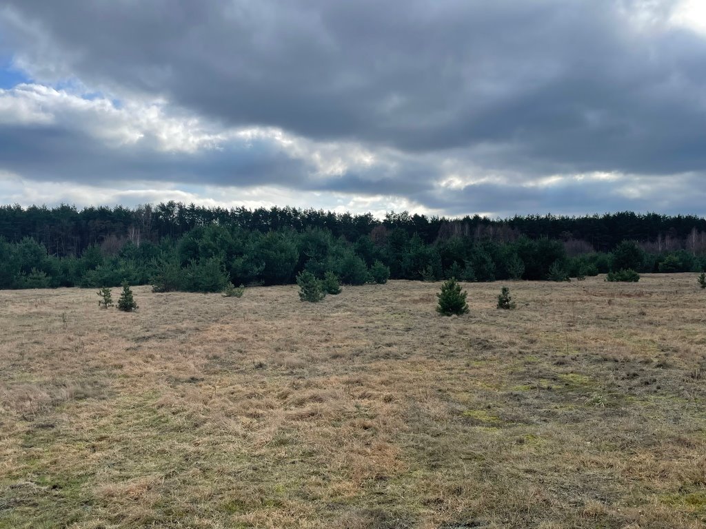 Działka budowlana na sprzedaż Arciechów  2 500m2 Foto 4