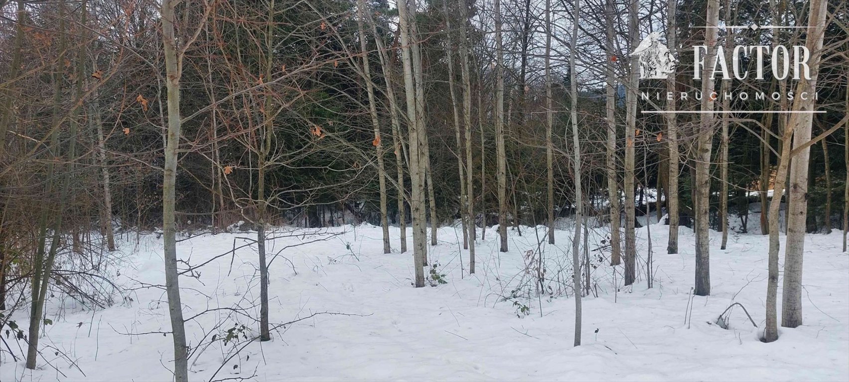 Działka 2,4 ha z częścią budowlaną i leśną, widokowa Biała Niżna  2 400m2 Foto 1