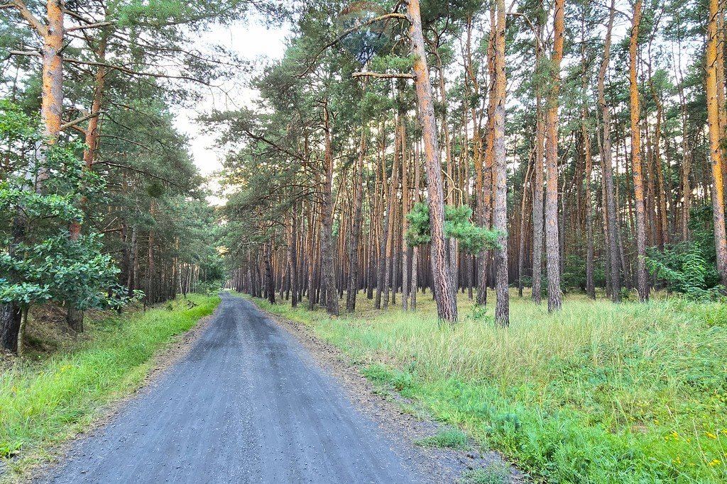 Działka budowlana na sprzedaż Zaniemyśl, Topolowa  567m2 Foto 16