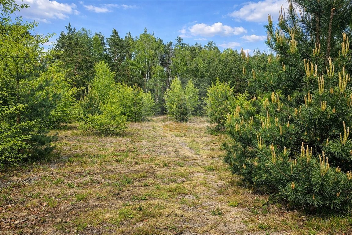 Działka 6642 m² z dostępem do prądu w Malcanowie polecam Malcanów, Podleśna  6 642m2 Foto 1