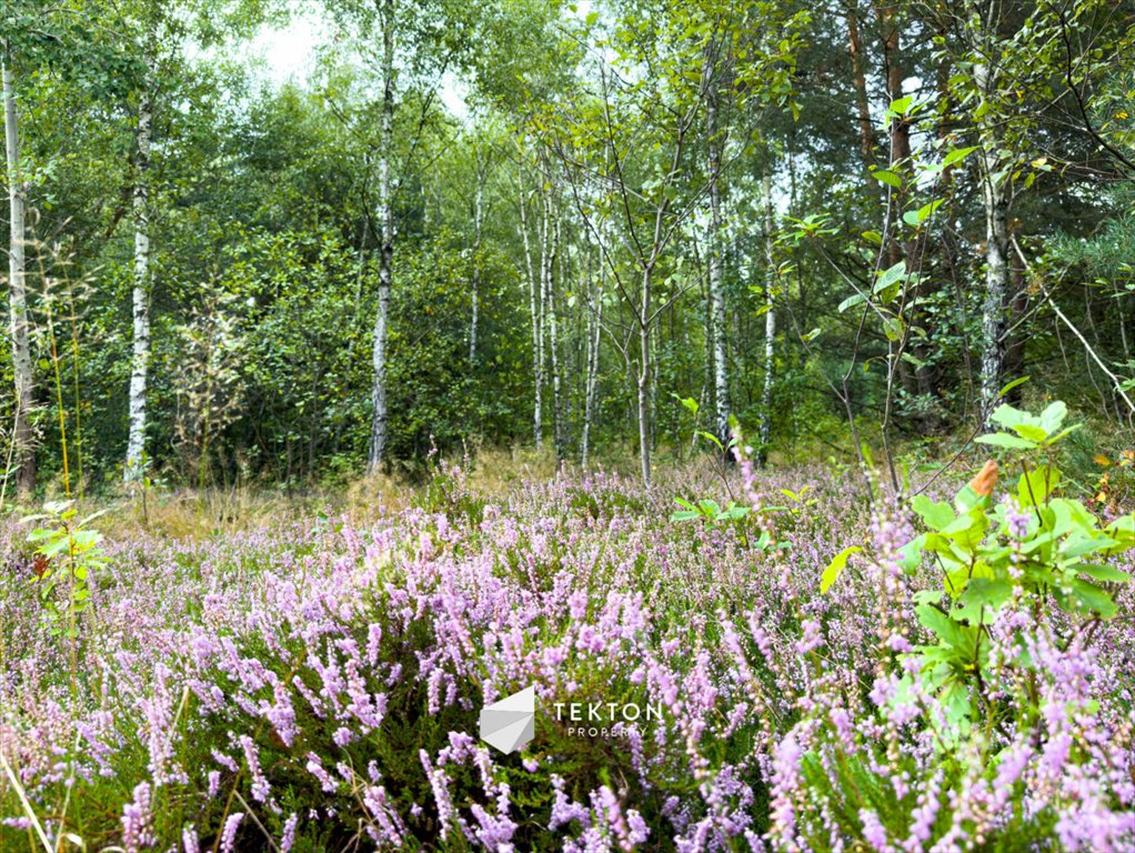 Działka budowlana na sprzedaż Janinów, Szkocka  31 100m2 Foto 4