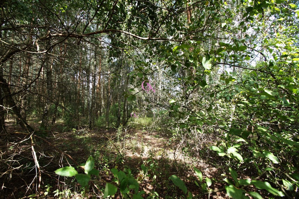 Działka budowlana na sprzedaż Zawały  4 000m2 Foto 13