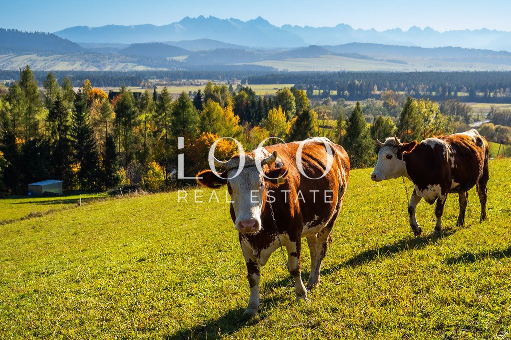 Działka budowlana na sprzedaż Knurów  2 912m2 Foto 17