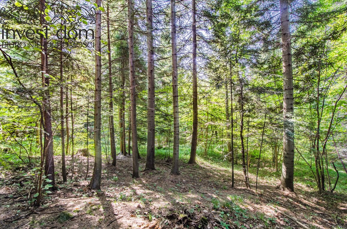 Działka leśna na sprzedaż Wyskitna  7 200m2 Foto 9