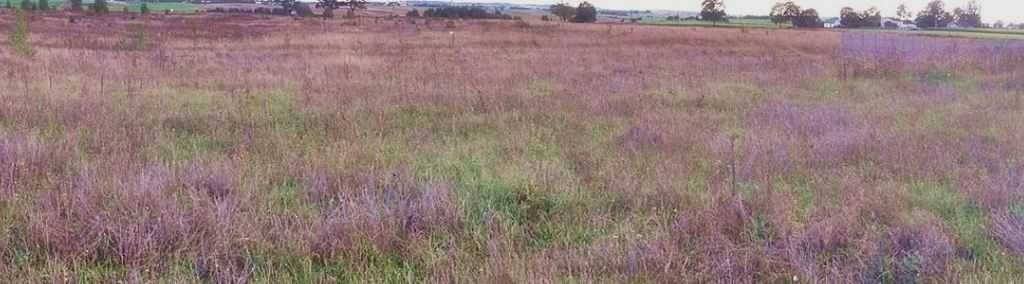 Działka inna na sprzedaż Strzelin  30m2 Foto 1